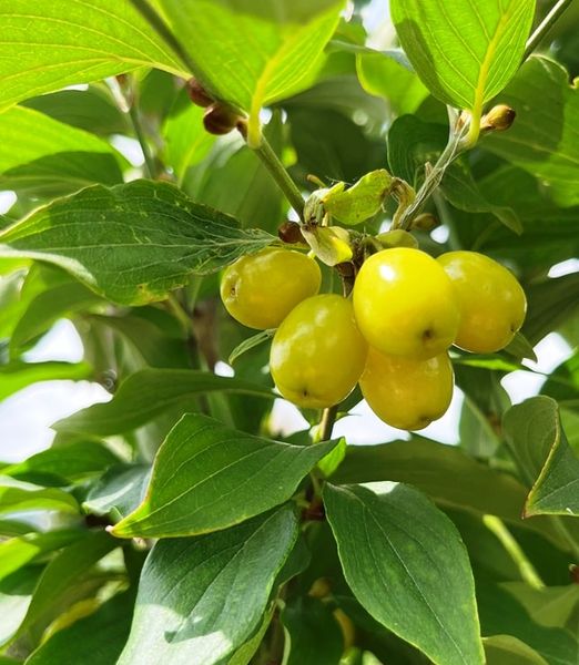 Cornus mas 'Yantarny'